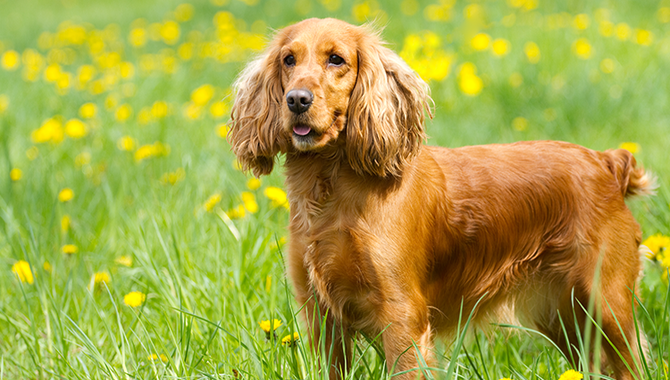 What Were Cocker Spaniels Bred For