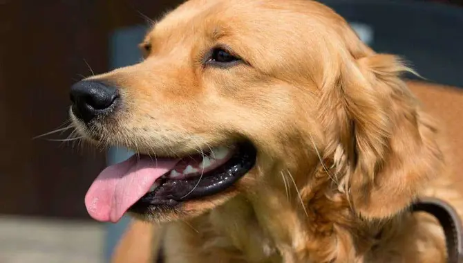 What Will Happen If My Golden Retriever Gets Too Hot?