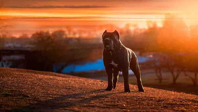 What You Need To Know Before Getting A Cane Corso For An Apartment