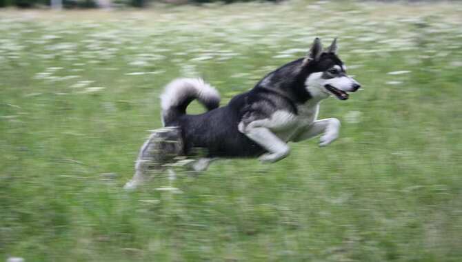 What You Should Do To Keep Your Siberian Husky Happy