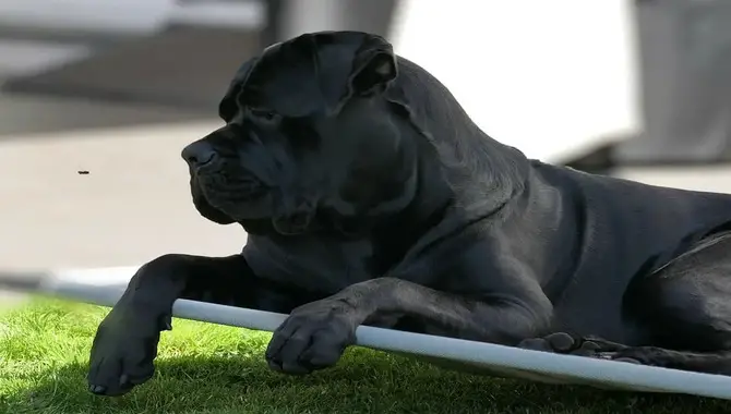 What's The Actual Lifespan Of A Cane Corso You Need To Know