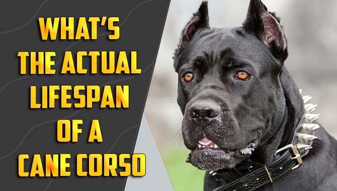 What’s The Actual Lifespan Of A Cane Corso