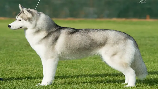 What's The Breed Standard For Husky Tails?