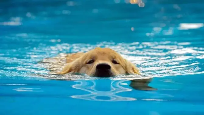 When Can A Golden Retriever Puppy Start Swimming