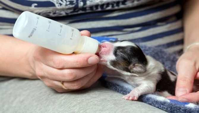 When Can Puppies Start Drinking Cow's Milk