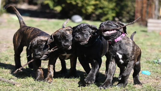 When Cane Corso Lean On You