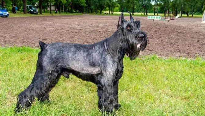 When Do Giant, Standard, And Miniature Schnauzers Reach Their Full Size?