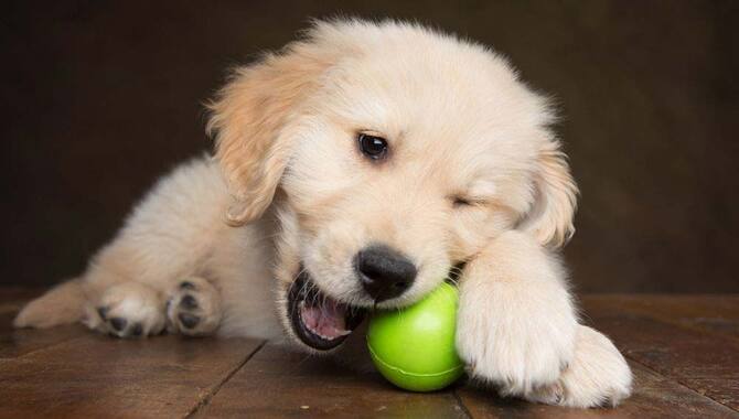 When Do Golden Retrievers Lose Their Baby Teeth - 4 Teething Signs