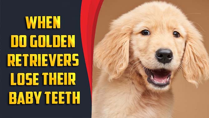When Do Golden Retrievers Lose Their Baby Teeth