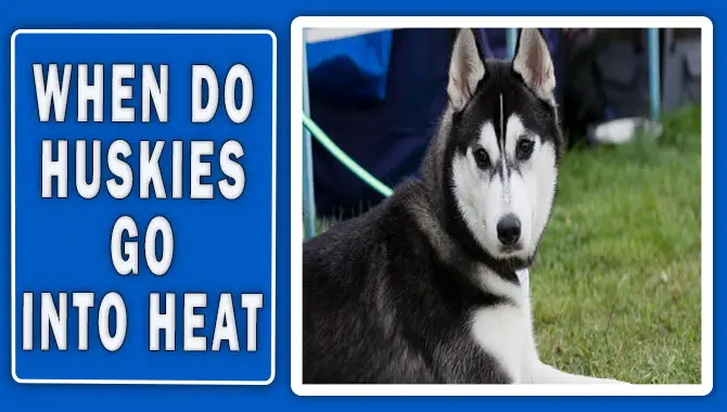 When Do Huskies Go Into Heat