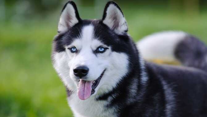 When Do Husky Puppies Start Shedding Their Coat?