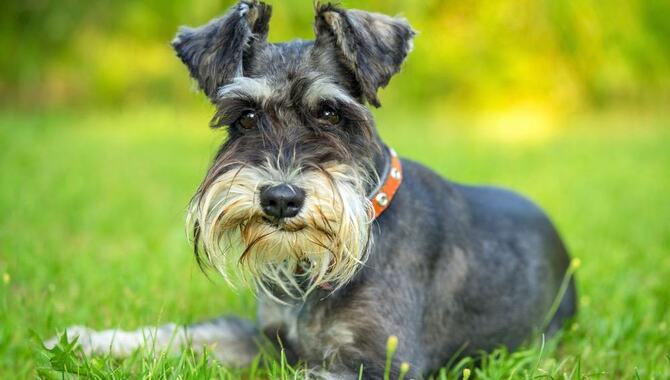 When Do Schnauzers Stop Growing: In Discussion