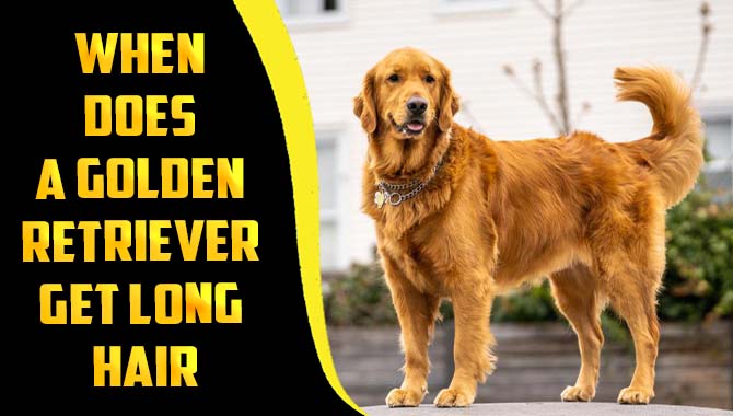 When Does A Golden Retriever Get Long Hair