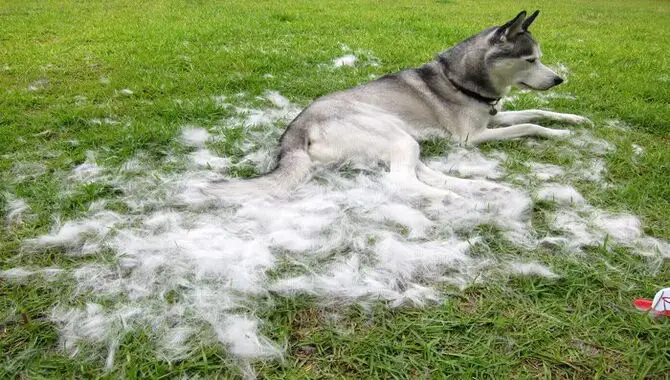 When Does Husky Shedding Occur
