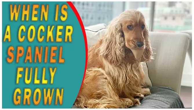 at what age is a cocker spaniel full grown