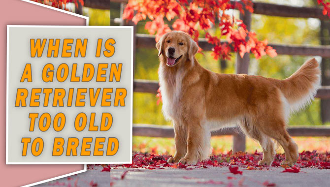 When Is A Golden Retriever Too Old To Breed