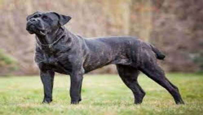 When Should You Crop A Cane Corso's Ears - What You Need To Know 