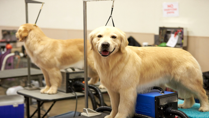 When Should You Groom A Golden Retriever