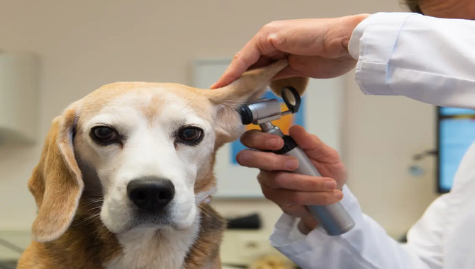 When To Rush To The Vet