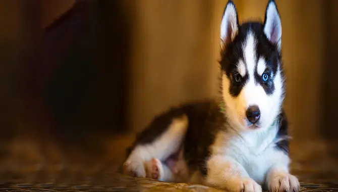 Where Should Your Husky Puppy Sleep At Night