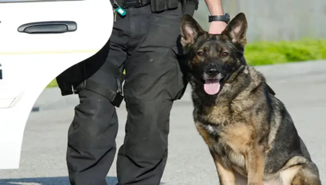 Which Dogs Make The Best Police Dog?