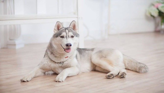 Which Type Of Space Is Best For A Husky?