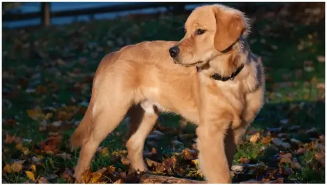 Which Types Of Golden Retrievers Have Shorter Hair