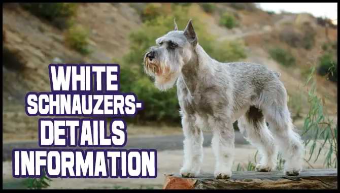 White Schnauzers