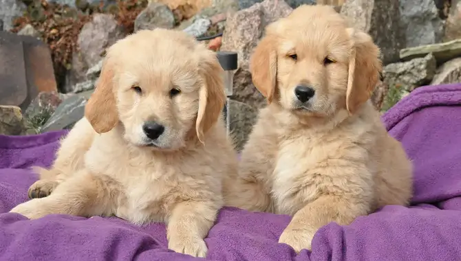Why Are Golden Retrievers Better In Pairs – Pros And Cons