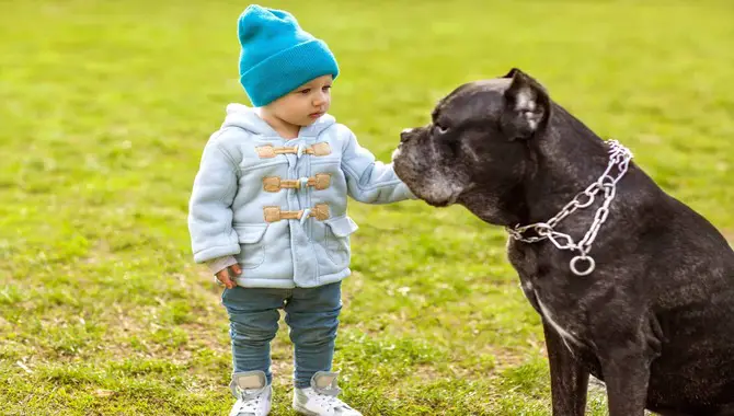 Why Cane Corsos Are Good With Kids