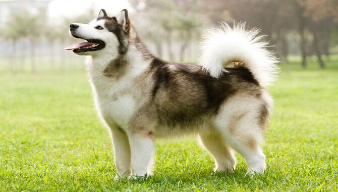 Why Curly Tails Are Advantageous For Huskies