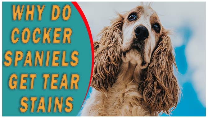 Why Do Cocker Spaniels Get Tear Stains