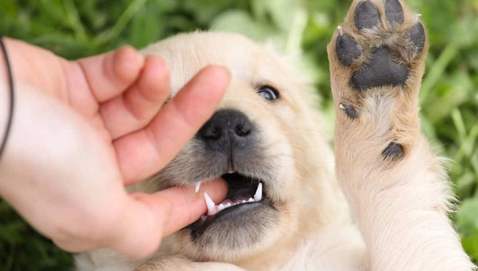 Why Do Golden Retriever Puppies Bite