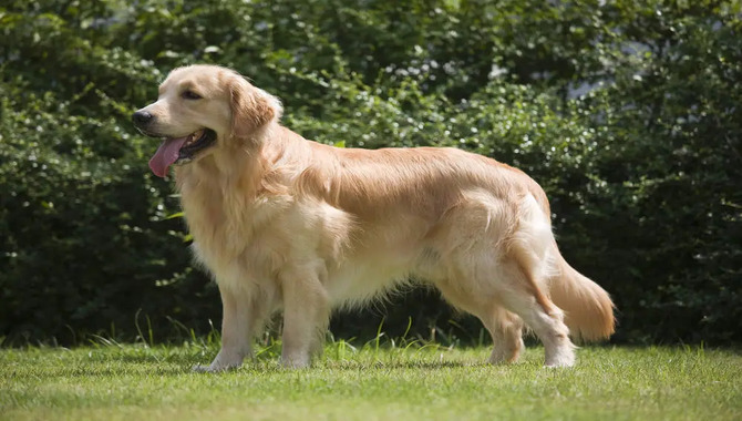 Why Do Golden Retrievers Drool?