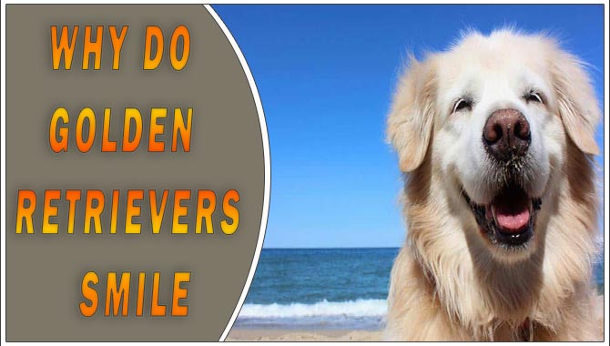 Why Do Golden Retrievers Smile