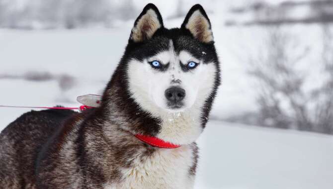 Why Do Huskies Have Different Colored Eyes