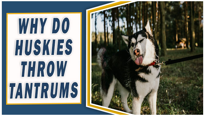 Why Do Huskies Throw Tantrums