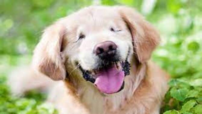 Why Do Some People Find Golden Retrievers' Smiles Creepy?