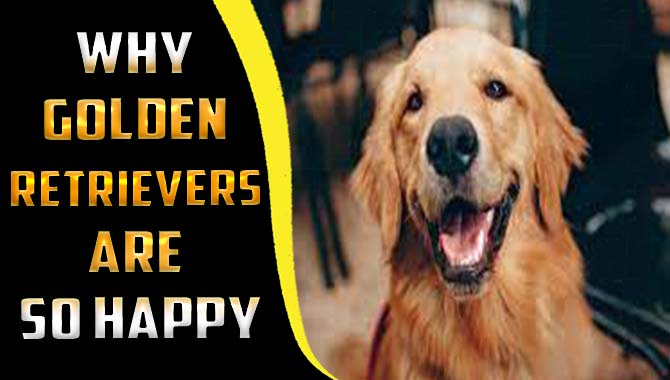 Why Golden Retrievers Are So Happy