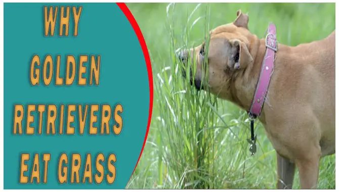 Why Golden Retrievers Eat Grass