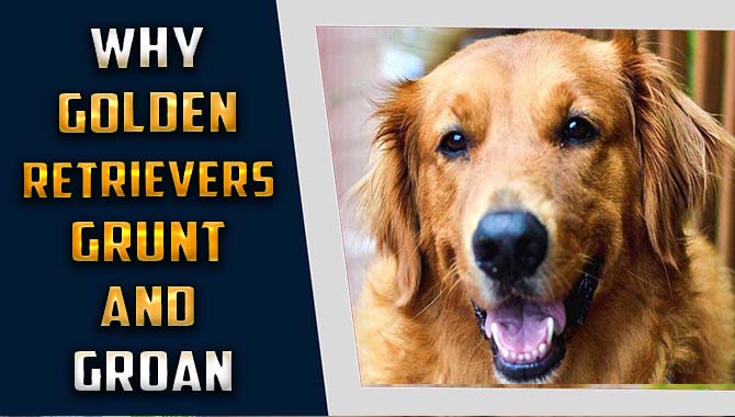 Why Golden Retrievers Grunt And Groan