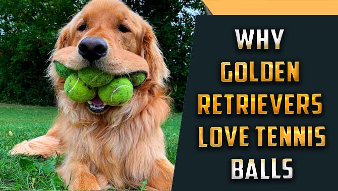 Why Golden Retrievers Love Tennis Balls