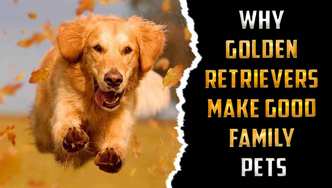 Why Golden Retrievers Make Good Family Pets