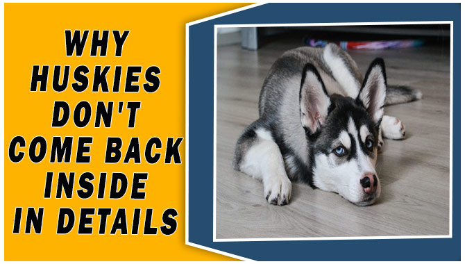 Why Huskies Don't Come Back Inside In Details