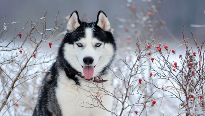 Why Mental Stimulation Is Essential For Huskies