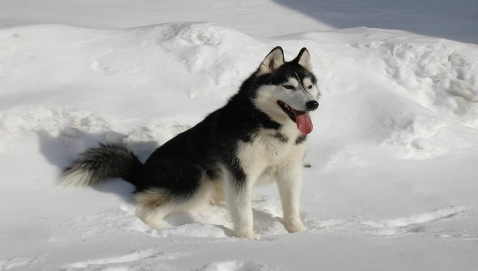 Why Mental Stimulation Is So Crucial For Huskies