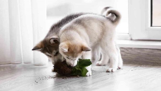 Why You Shouldn't Stop Your Husky Puppy Chewing