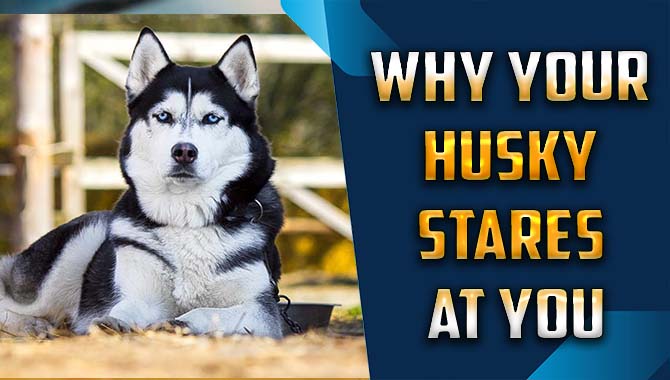 Why Your Husky Stares At You