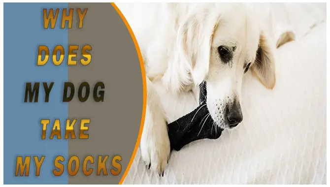 Why Does My Dog Take My Socks? [Details Guide]