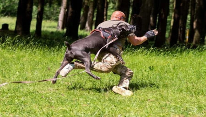 Will A Cane Corso Attack An Intruder